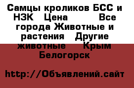 Самцы кроликов БСС и НЗК › Цена ­ 400 - Все города Животные и растения » Другие животные   . Крым,Белогорск